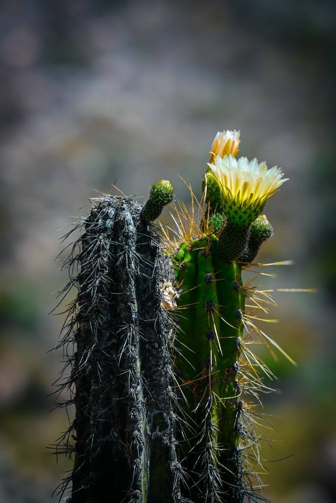 Flor de cactus andino