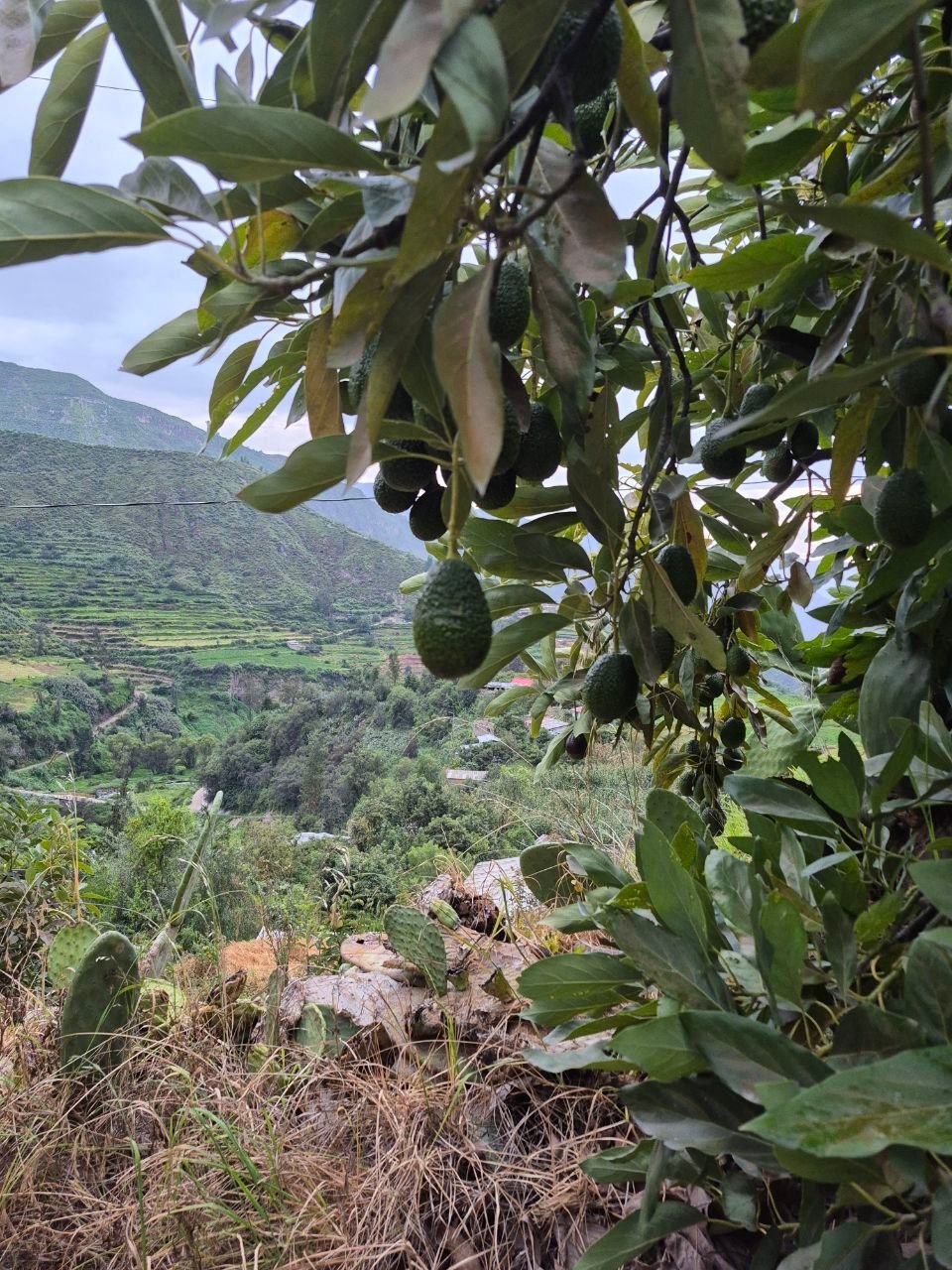 Árboles de palta con vista al valle