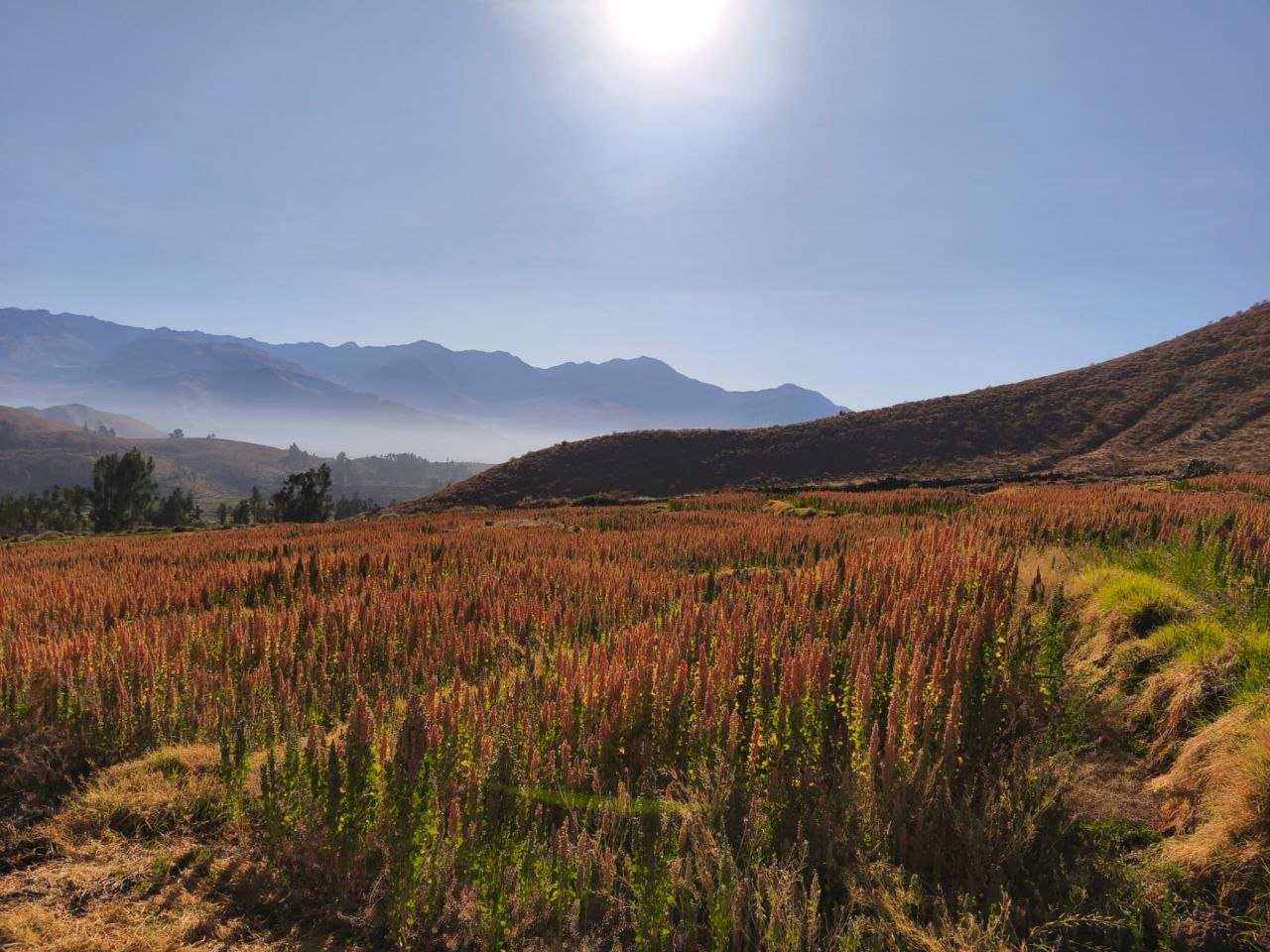 Campo de quinua roja al amanecer en los Andes
