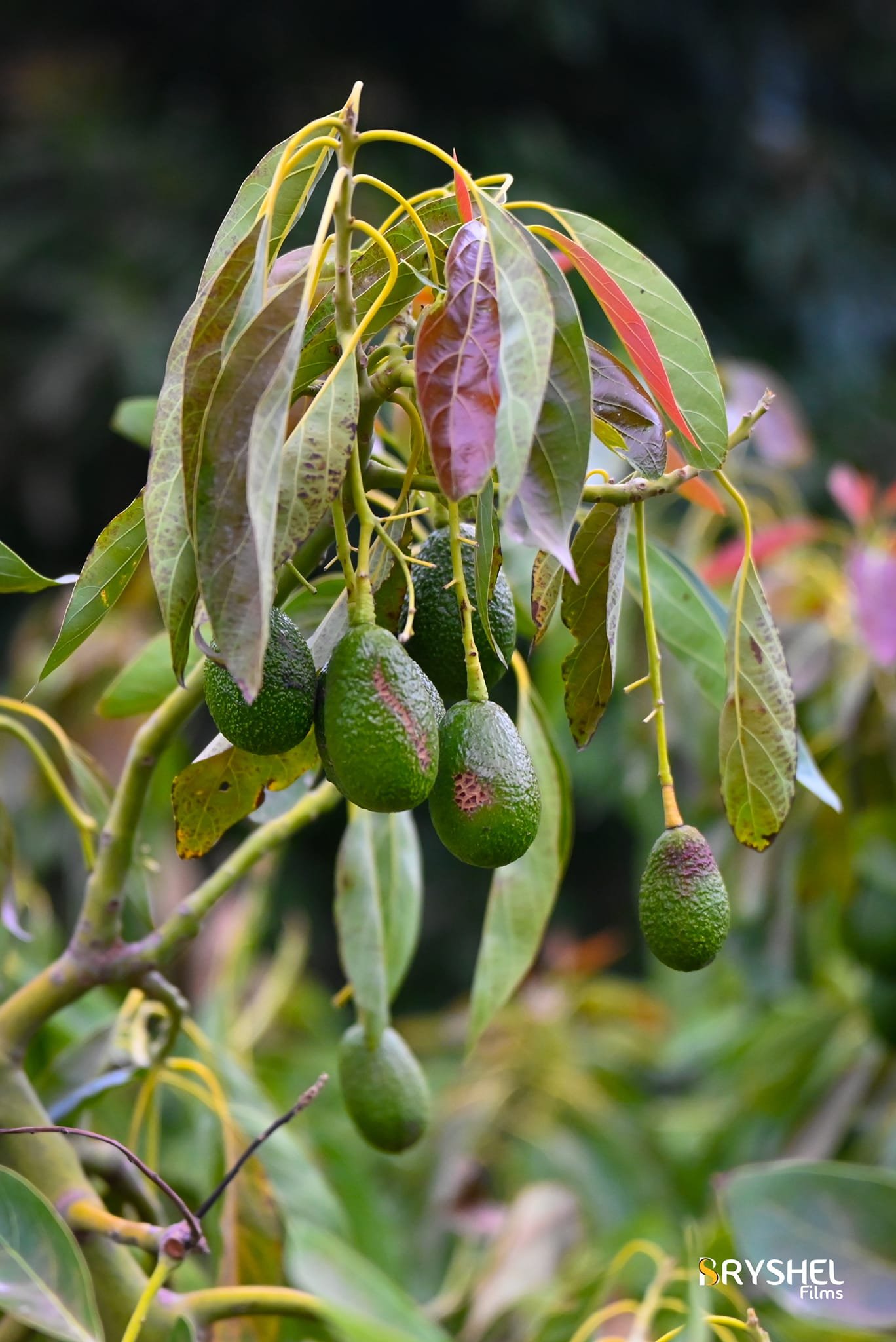 Paltas madurando en el árbol