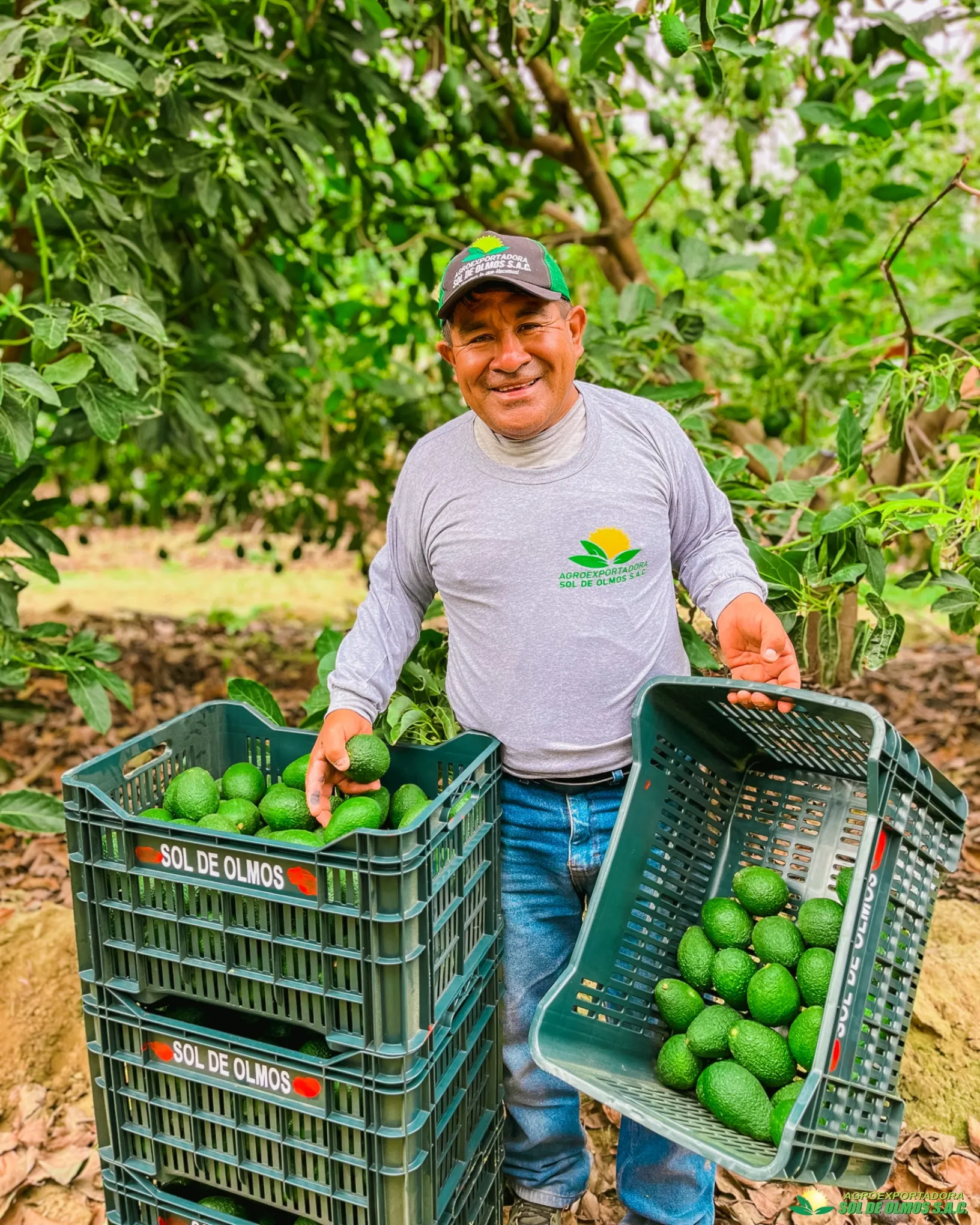 Don Marcelino con sus cajas de palta recién cosechada